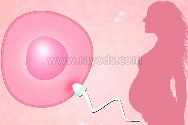 t卵p怀是什么_试管婴儿如何能一次成功？医生：提高精卵质量增加受孕率